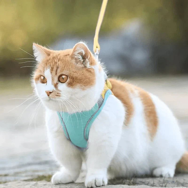 KittyLeash™ - Comfortabele harnas en riemset voor katten